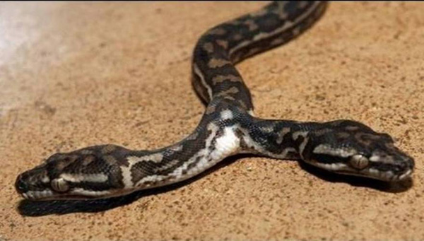 Σπάνιο δικέφαλο φίδι εντοπίστηκε στις ΗΠΑ