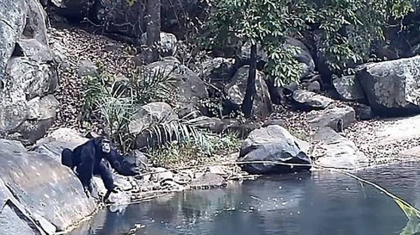 Επιστήμονες κατέγραψαν χιμπατζήδες να χρησιμοποιούν κλαδιά για ψάρεμα