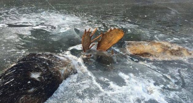 Πάγωσαν ελάφια που πάλευαν σε ποτάμι στην Αλάσκα!