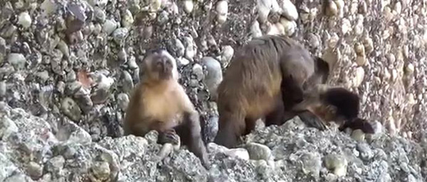 Οι μαϊμούδες χρησιμοποιούν εργαλεία από πέτρες!