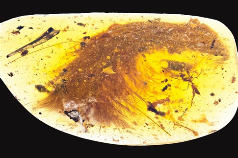 Βρέθηκε ουρά φτερωτού δεινοσαύρου 99 εκατομμυρίων ετών (εικόνες)