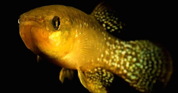 Ψάρι μεταλλάχθηκε για να γίνει πιο ανθεκτικό στην τοξική μόλυνση
