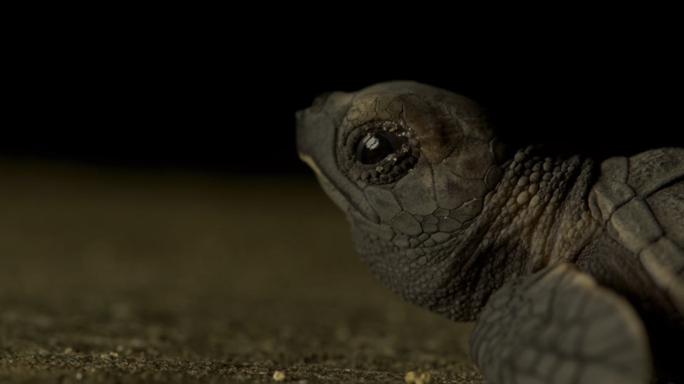 Το ΒΒC έδειξε χιλιάδες νεογέννητες χελώνες που όδευαν στο θάνατο, αλλά τελικά σώθηκαν (βίντεο)