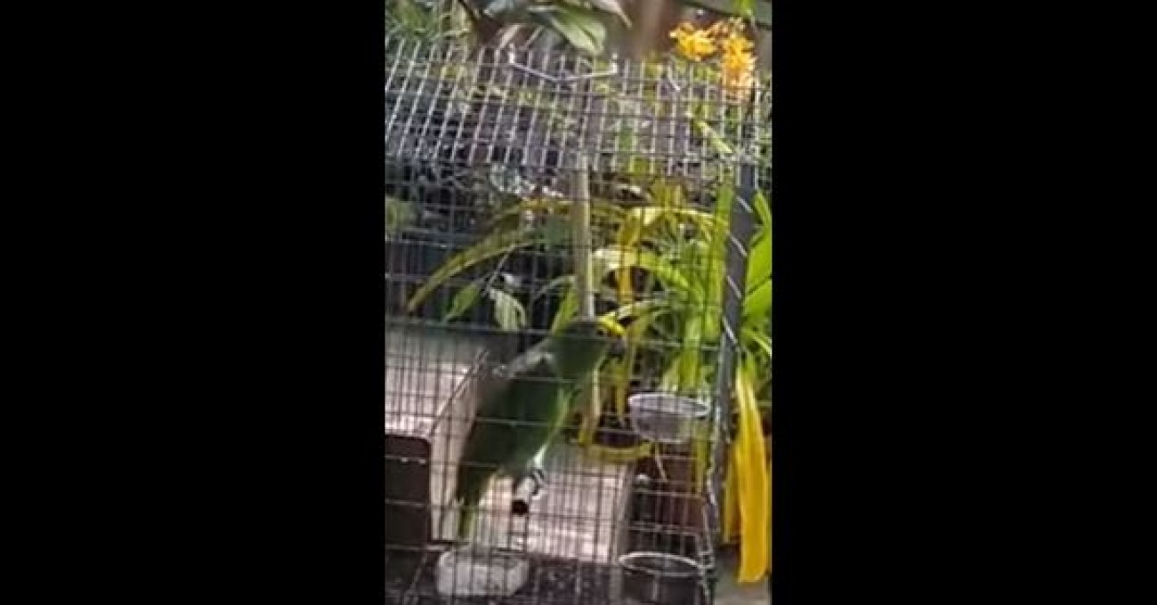 Παπαγάλος τραγουδάει το «Chandelier» της Sia και γίνεται viral (βίντεο)