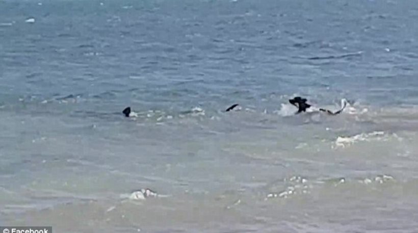 Απίστευτο βίντεο: Ατρόμητος σκύλος κυνηγά καρχαρία που τρέπεται σε φυγή (βίντεο)