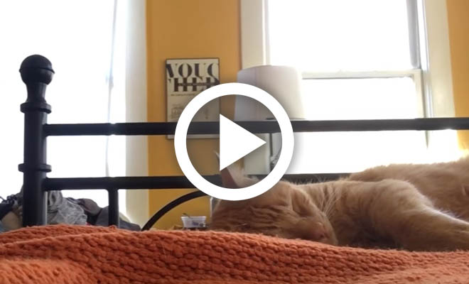 Η γάτα του τον ξυπνούσε συνεχώς στις 4 το πρωί… οπότε αποφάσισε να εκδικηθεί [Βίντεο]