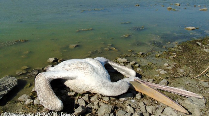 SOS του Φορέα Διαχείρισης για τα φυτοφάρμακα στην Κάρλα που σκοτώνουν τα άγρια πουλιά