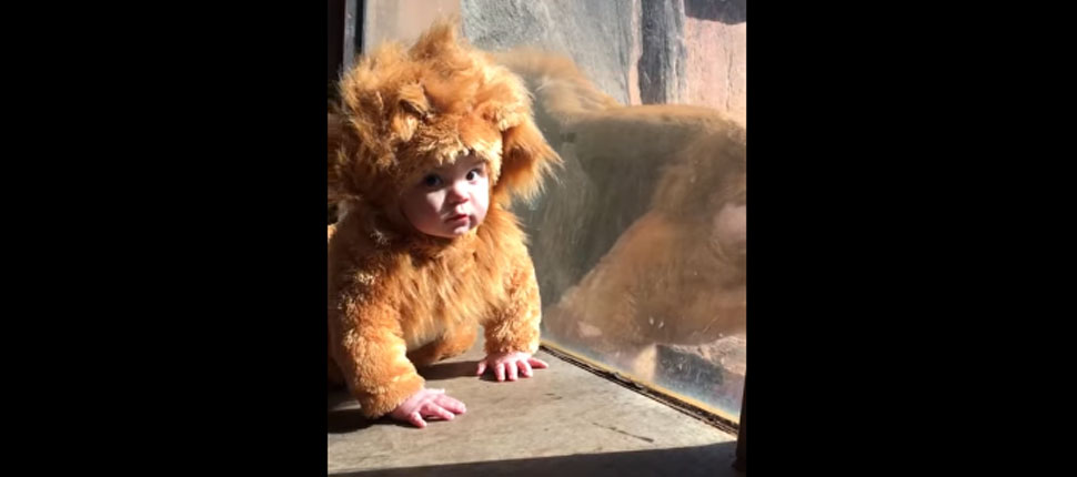 Συνάντηση κορυφής: Μεταμφιεσμένο μωράκι έγινε viral όταν συνάντησε αληθινά λιοντάρια (βίντεο)