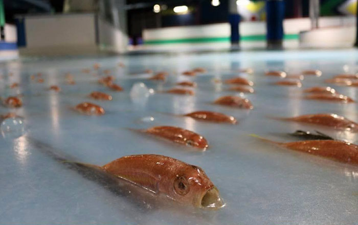 Απίστευτο πάγωσαν 5000 ψάρια σε πίστα σκέιτινγκ