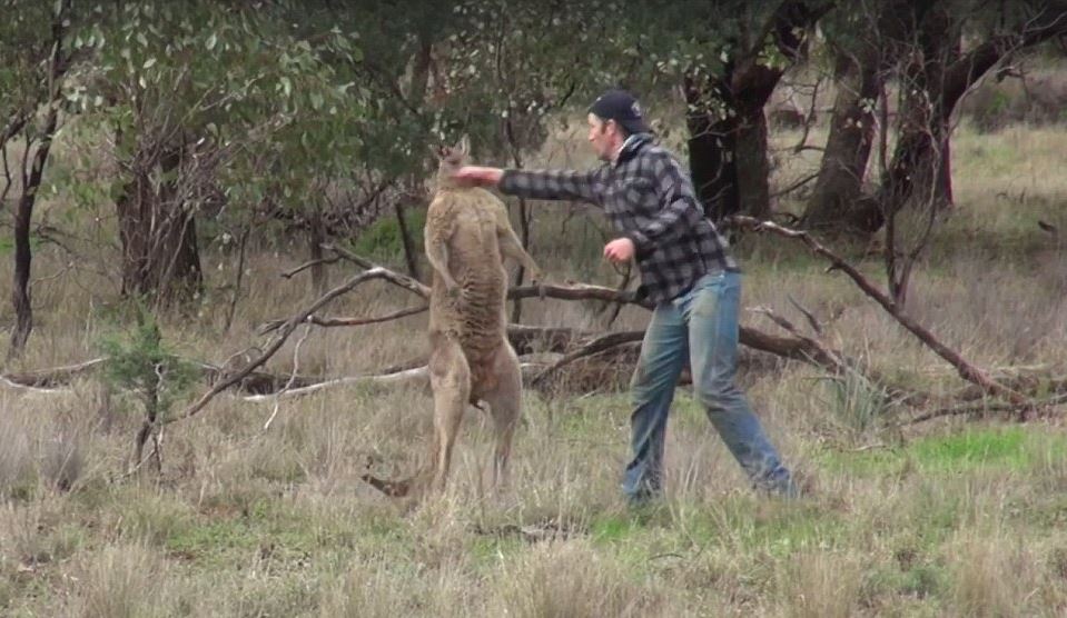 Ο άνδρας που έριξε γροθιά σε καγκουρό για να σώσει το σκύλο του (βίντεο)