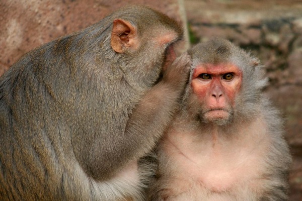Γιατί οι πίθηκοι δεν μιλάνε;