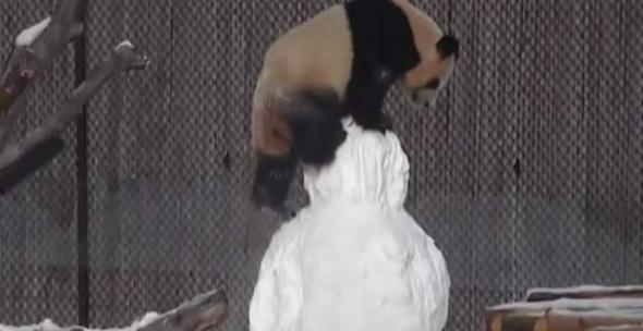 Καναδάς: Γιγαντιαίο πάντα παλεύει με χιονάνθρωπο [vid]