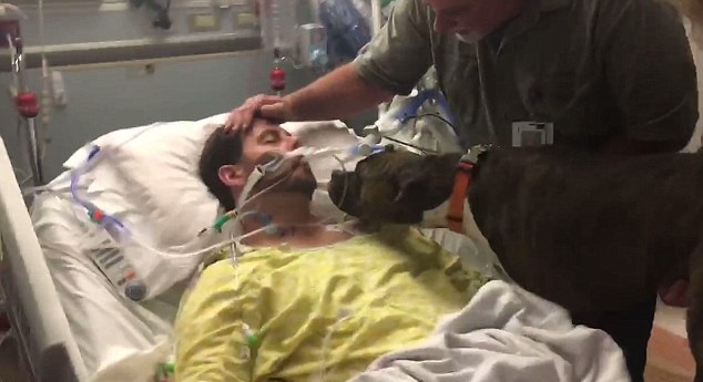 Σκύλος επισκέπτεται το ετοιμοθάνατο αφεντικό του στο νοσοκομείο (εικόνες & βίντεο)