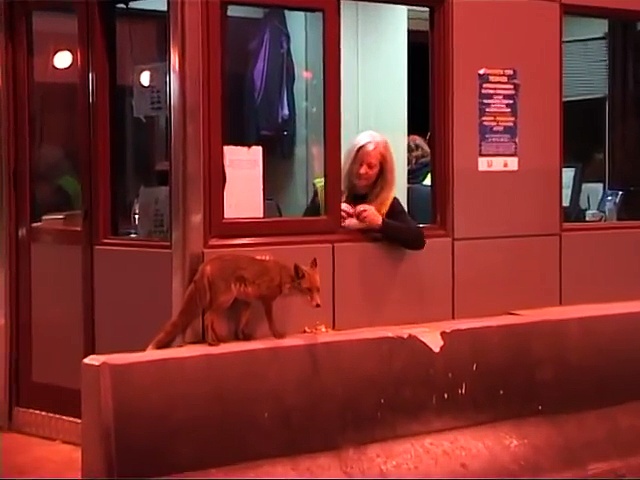 Υπάλληλος των διοδίων ταΐζει αλεπού στο στόμα και γίνεται viral