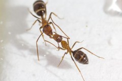 Γιατί τα μυρμήγκια “φιλιούνται” στο στόμα;