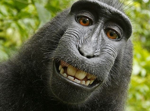 Δείτε απίστευτα ζώα να βγάζουν selfie (εικόνες)