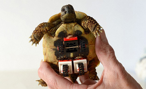 Ανάπηρη χελώνα ξαναπερπατά με ρόδες από Lego (βίντεο)