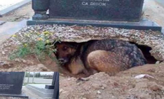 Θα δακρύσετε: Ο πιο πιστός σκύλος στον πλανήτη. Ζούσε σε λάκκο μέσα στο τάφο του ιδιοκτήτη του!