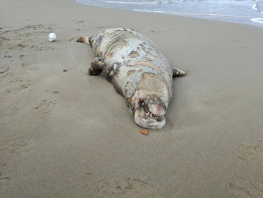Χανιά: Νεκρή φώκια ξεβράστηκε στην παραλία της Νέας Χώρας