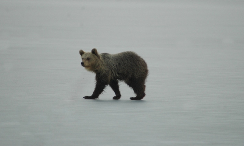 Αυτό το αρκουδάκι έκανε βόλτες στην παγωμένη λίμνη και αναστάτωσε την Καστοριά (εικόνες & βίντεο)