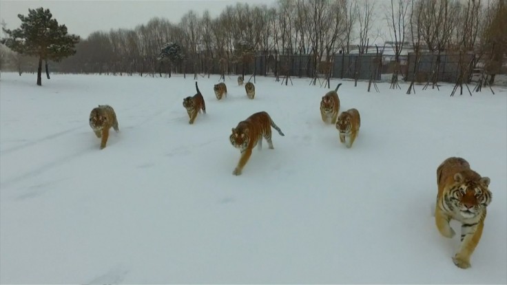 Μοναδικό βίντεο δείχνει drone να καταδιώκεται από τεράστιες τίγρεις της Σιβηρίας (βίντεο)