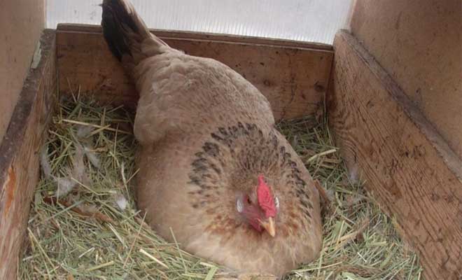 Ο Αγρότης νόμιζε ότι η Κότα του κλωσούσε κανονικά τα Αυγά της. Μόλις όμως Κατάλαβε πάνω σε ΤΙ καθόταν, έμεινε άφωνος!!! [Βίντεο]
