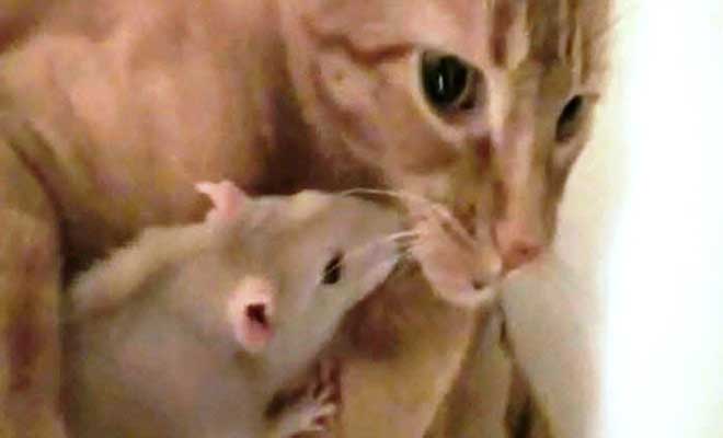 Το βίντεο που σπάει όλα τα στερεότυπα! Ένα ποντίκι αγαπάει την… γάτα!