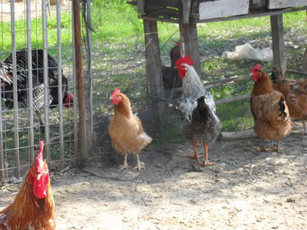 Επείγουσα ενημέρωση πτηνοτρόφων και κατόχων οικόσιτων πουλερικών για τη γρίπη των πτηνών