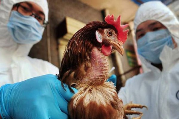 «Γρίπη των Πτηνών»: αποκλειστικά σε κλειστούς χώρους τα οικόσιτα πουλερικά