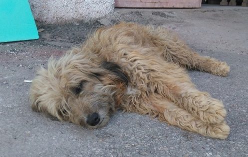 Σκύλος έπεσε σε κατάθλιψη όταν το αφεντικό του έφυγε για την Ινδία – Δεν ξαναγάβγισε ποτέ