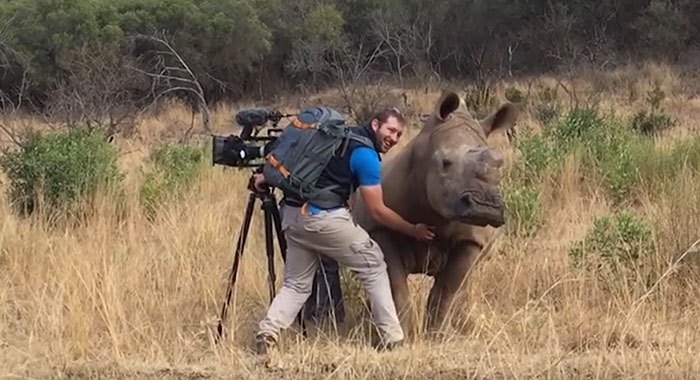 Θηλυκός ρινόκερος πλησιάζει κάμεραμαν γιατί θέλει χάδια στην κοιλιά (βίντεο)