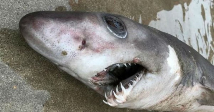 Καρχαρίας-Κροκόδειλος εμφανίστηκε σε ακτή της Βρετανίας!