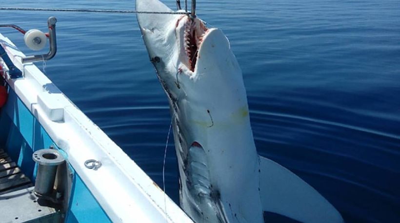 Έπιασαν καρχαρία μήκους επτά μέτρων στη Σκόπελο