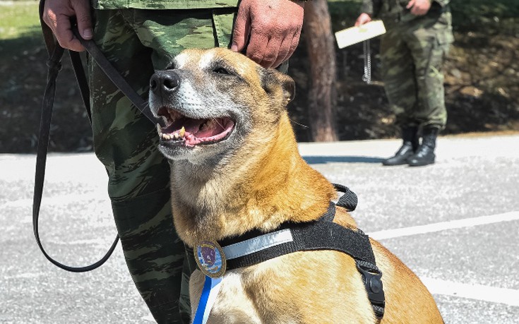 Οι Ένοπλες Δυνάμεις βράβευσαν σκυλίτσα που γέννησε 43 επίλεκτα κουτάβια (εικόνες)