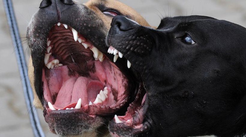 Δύο τραυματισμοί από δόντια σκύλων σε Λακωνία και Ναύπακτο!