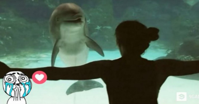 Πείραζε ένα Δελφίνι, πίσω από το προστατευτικό γυαλί. Η αντίδραση του δελφινιού; Θα σας αφήσει με το στόμα ανοιχτό!