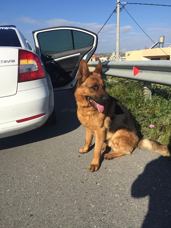 Φωτογραφίες: Βόλτα με περιπολικό για εγκαταλελειμμένο σκύλο στην Κρήτη