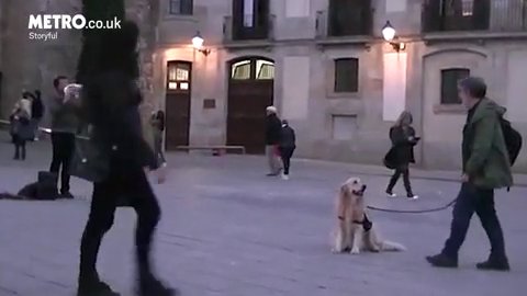 Υπέροχος σκύλος ξετρελάθηκε με μουσικό του δρόμου και έγινε viral (βίντεο)