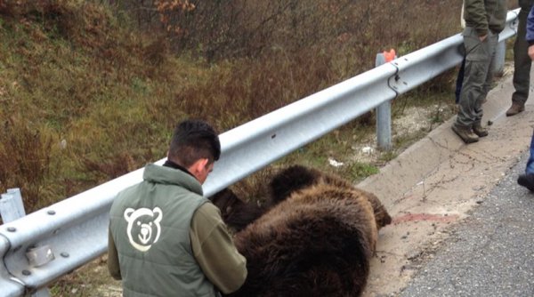 Νεκρή αρκούδα από τροχαίο δυστύχημα στην Εγνατία οδό