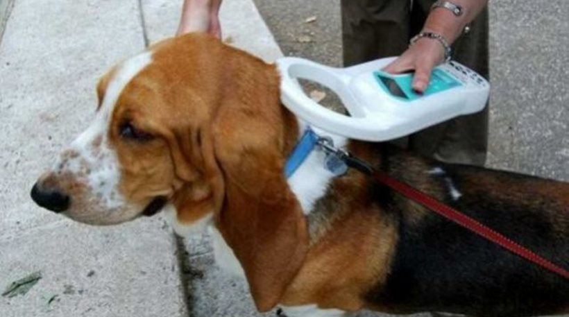 Λαμία: Παρέμβαση Εισαγγελέα για τα μη τσιπαρισμένα σκυλιά