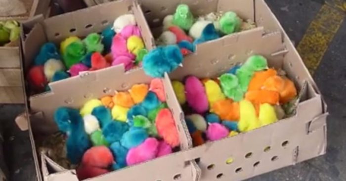 Μην αγοράζετε στα Παιδιά σας χρωματιστά Παπάκια και Κοτοπουλάκια για το Πάσχα. Δείτε ΠΩΣ τα βάφουν και θα Εξοργιστείτε!