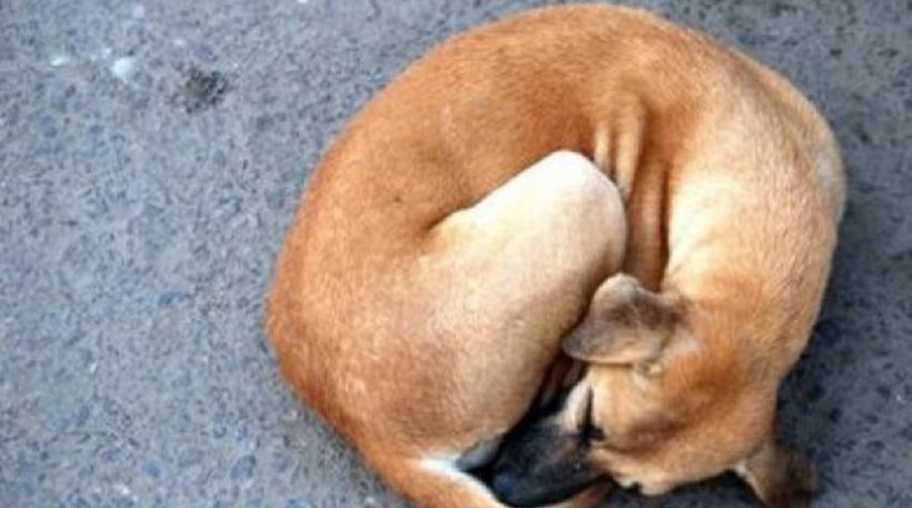 Αδιανόητη κακοποίηση σκύλου από ηλικιωμένο στο Βόλο! – Τον πυροβόλησε στο κεφάλι