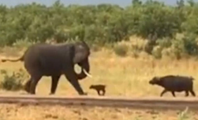 Απίστευτο: Μικρό βουβάλι παίρνει στο κυνήγι… τεράστιο ελέφαντα! [Βίντεο]