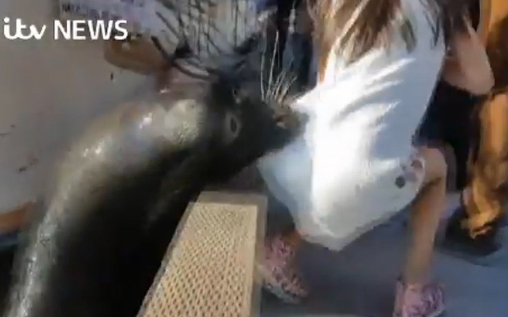 Θαλάσσιο λιοντάρι αρπάζει κορίτσι και το τραβά στο νερό [βίντεο]