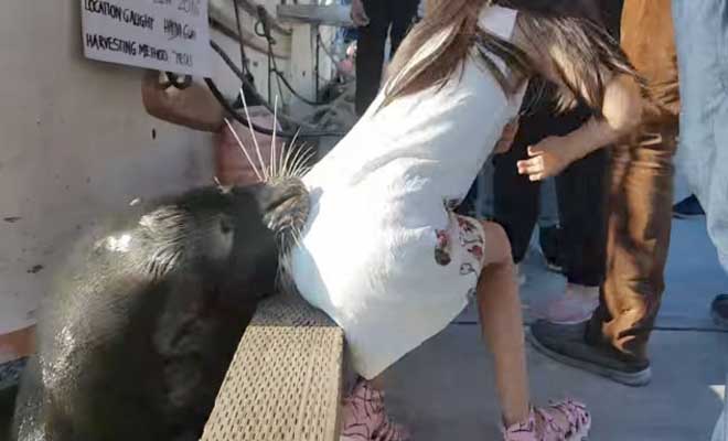 Video σοκ: Θαλάσσιο λιοντάρι αρπάζει μικρό κοριτσάκι!