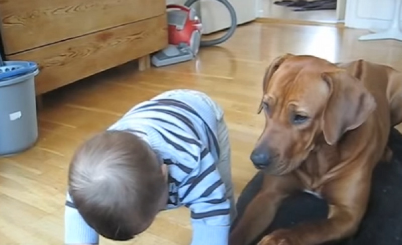 Μπόμπιρας προσπαθεί να "χωθεί" στο κρεβάτι του σκύλου – Η πιο γλυκιά αντίδραση (βίντεο)