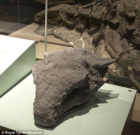 Απίστευτο! Ανακάλυψαν απολίθωμα δεινοσαύρου ηλικίας 110 εκατομμυρίων ετών! Αυτό που σόκαρε όμως τους επιστήμονες είναι…