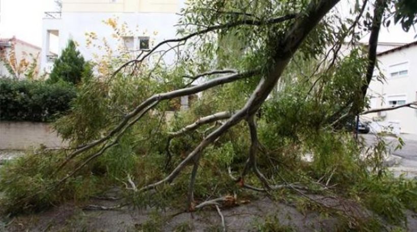 Τραγωδία στην Εύβοια: Δέντρο καταπλάκωσε και σκότωσε πυροσβέστη