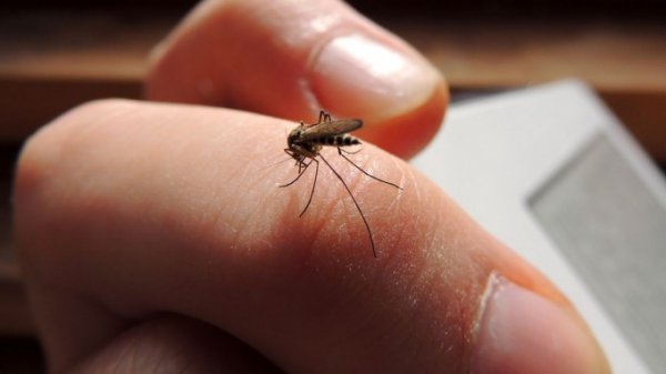 Τσιμπήματα από κουνούπια- Αντιμετώπιση με φυσικά μέσα