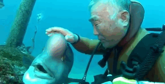 Αυτός ο δύτης έχει μια απίστευτη φιλία με ένα ψάρι και το επισκέπτεται εδώ και 25 χρόνια!